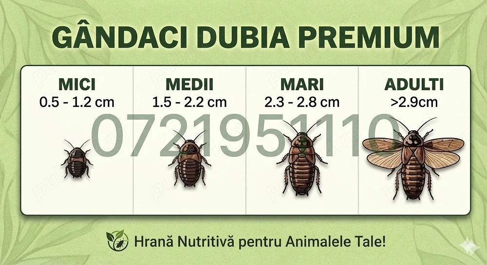 Dubia Hrana Vie reptile păsari pesti amfibieni tarantule