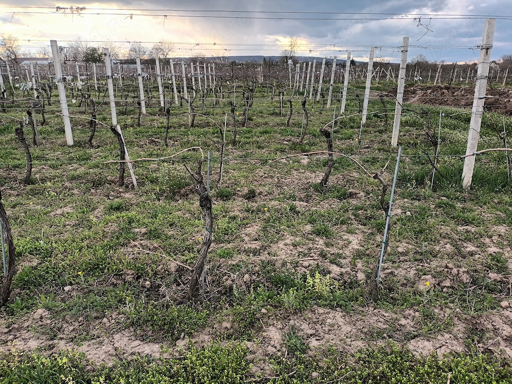 Caut zilieri pentru munci la vita de vie