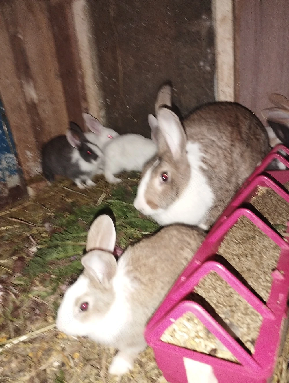 iepuri hycole francez femela 