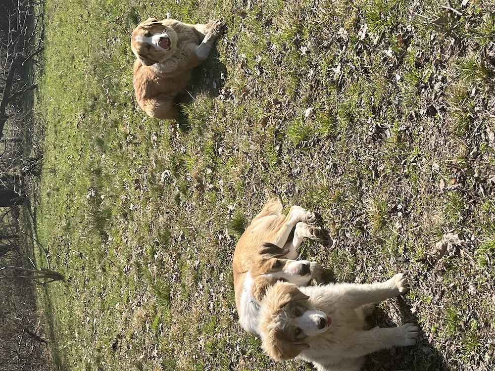 Câine de 1 an și 6 luni 