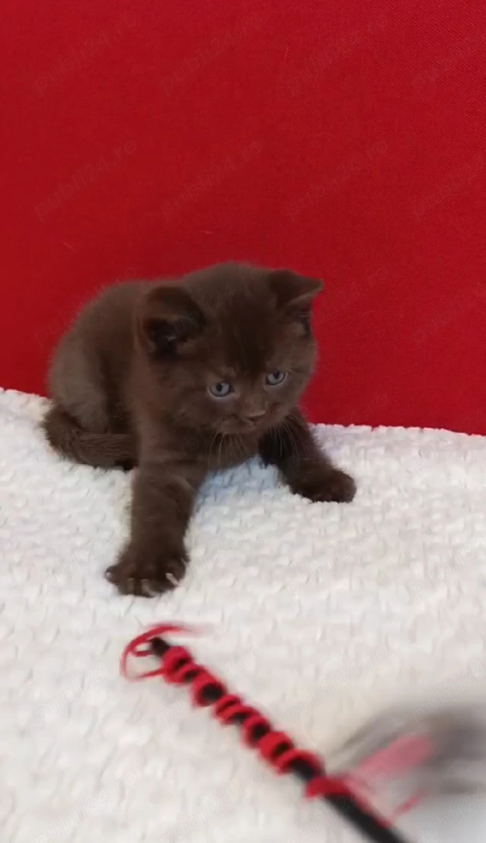 British shorthair cinnamon