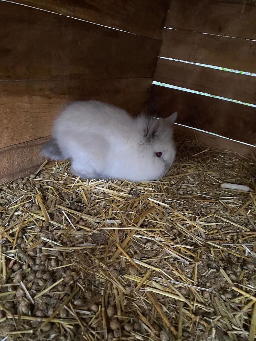 Iepurași cap de leu 