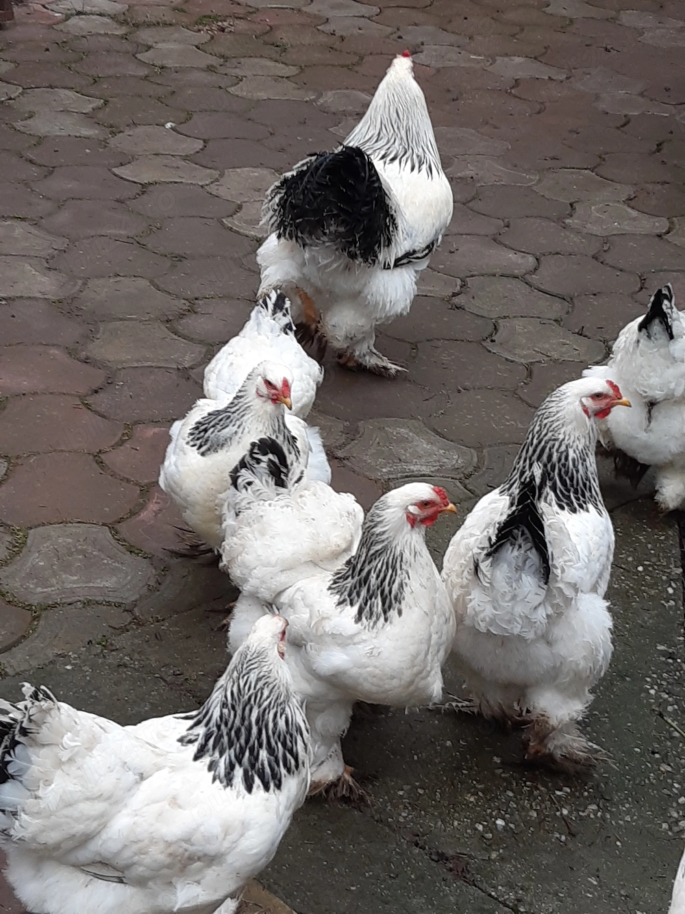 Vand oua incubat gaini Brahma potarnichiu si herminat deschis