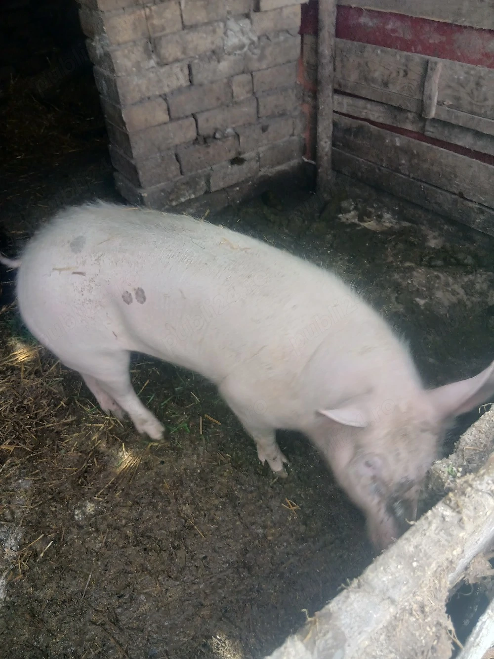 vand purcea de taiat sau de monta rasa landras cu marele alb