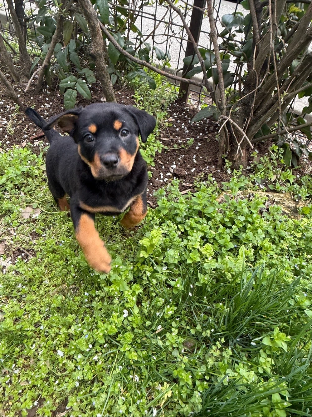 Pui Rottweiler Femela