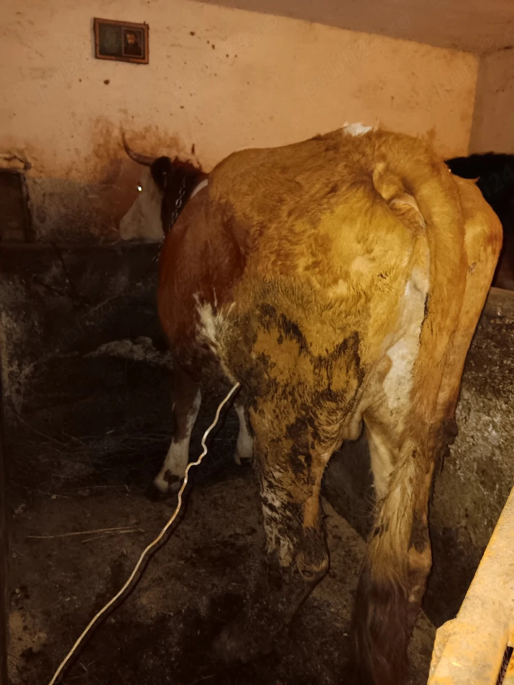 vnd vaca la a 2 fatare 