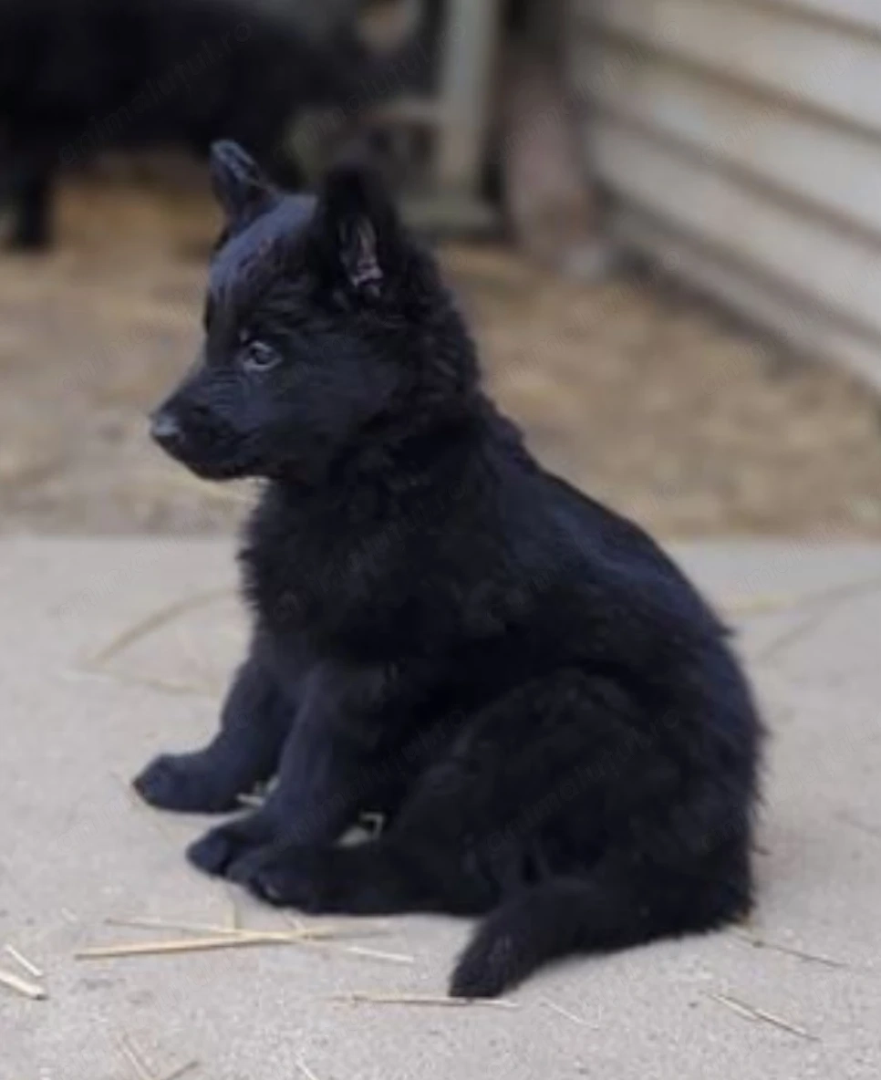 Ciobanesc german negru 