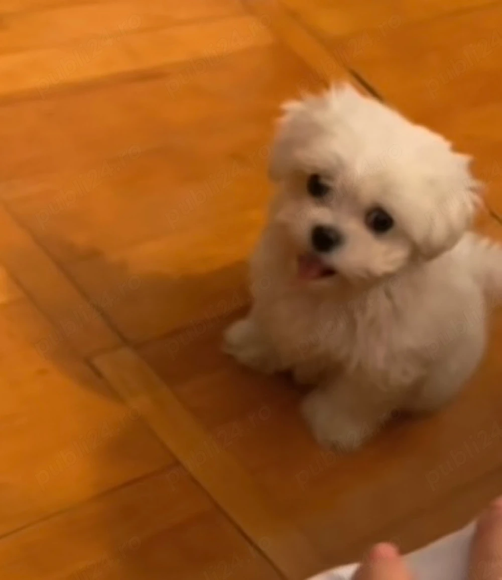 Vand bichon miny toy 6 saptamani fetita