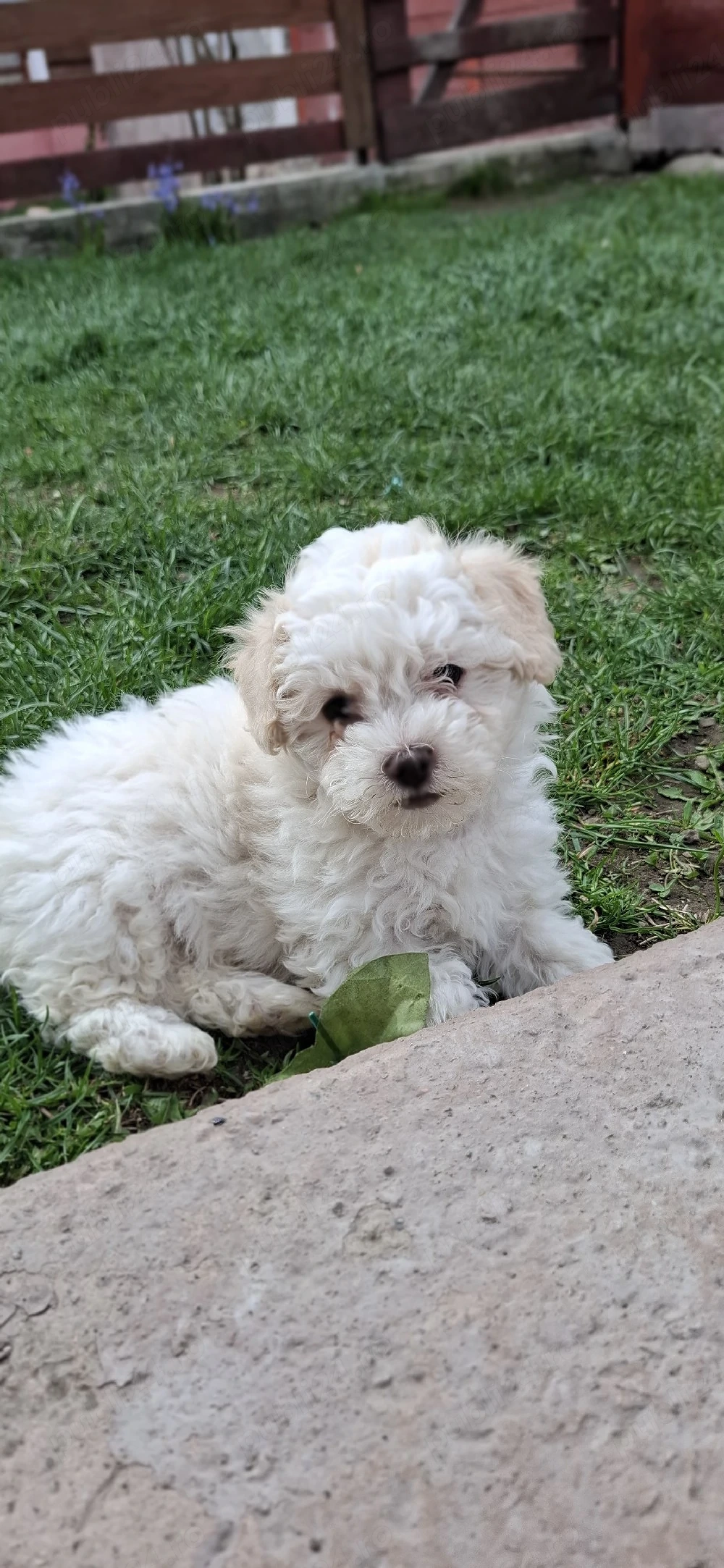 Bichon maltez 2 luni o fetiță și un băiețel se caută urgent casa pentru ei 