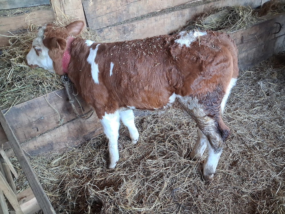 Vand 1 tauras baltat 