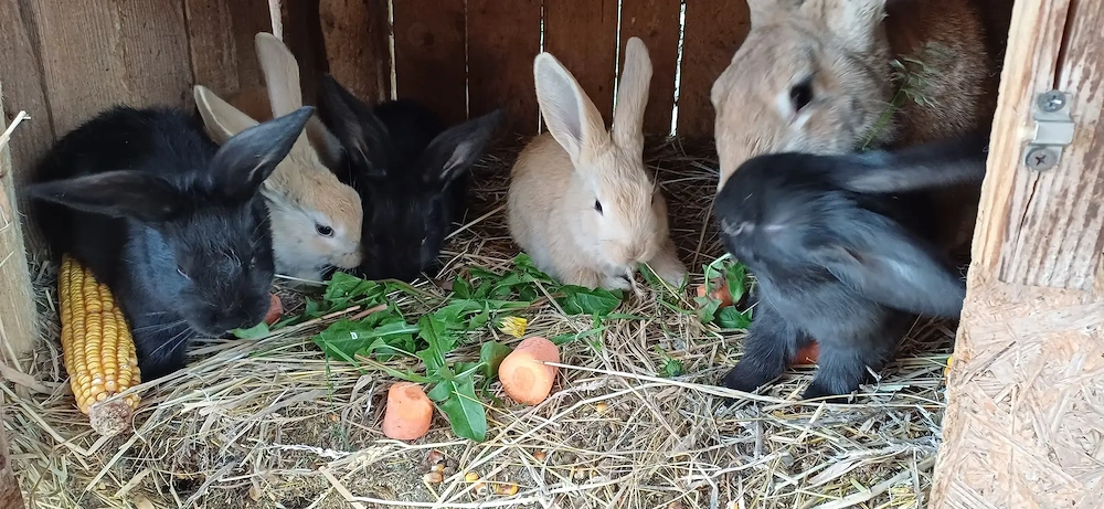 Vand pui de iepurasi