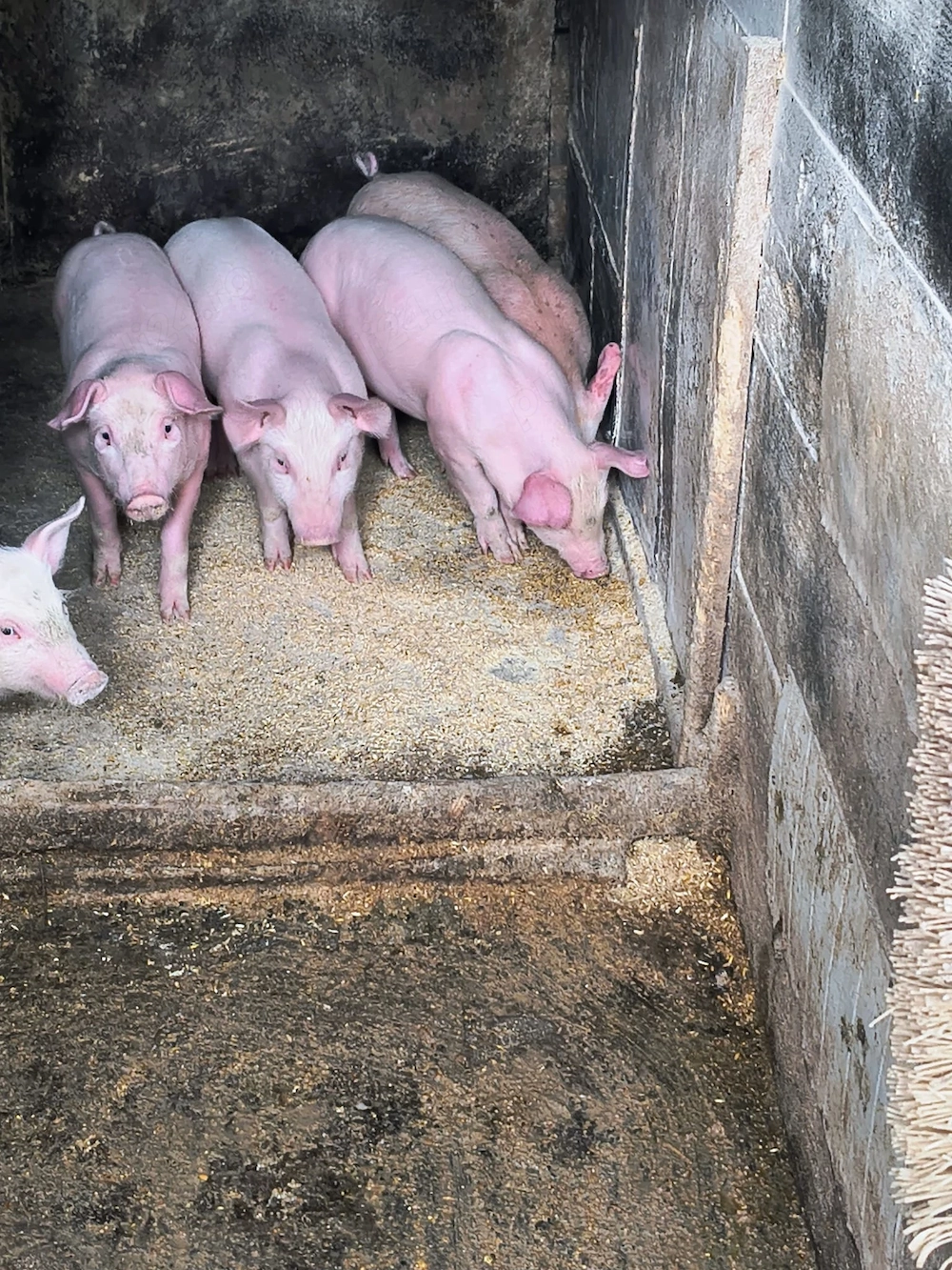 Vând purcei frumoși 