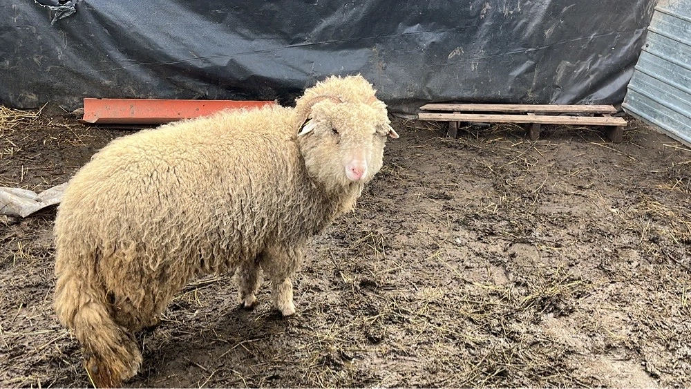 Vând mielute țurcane 