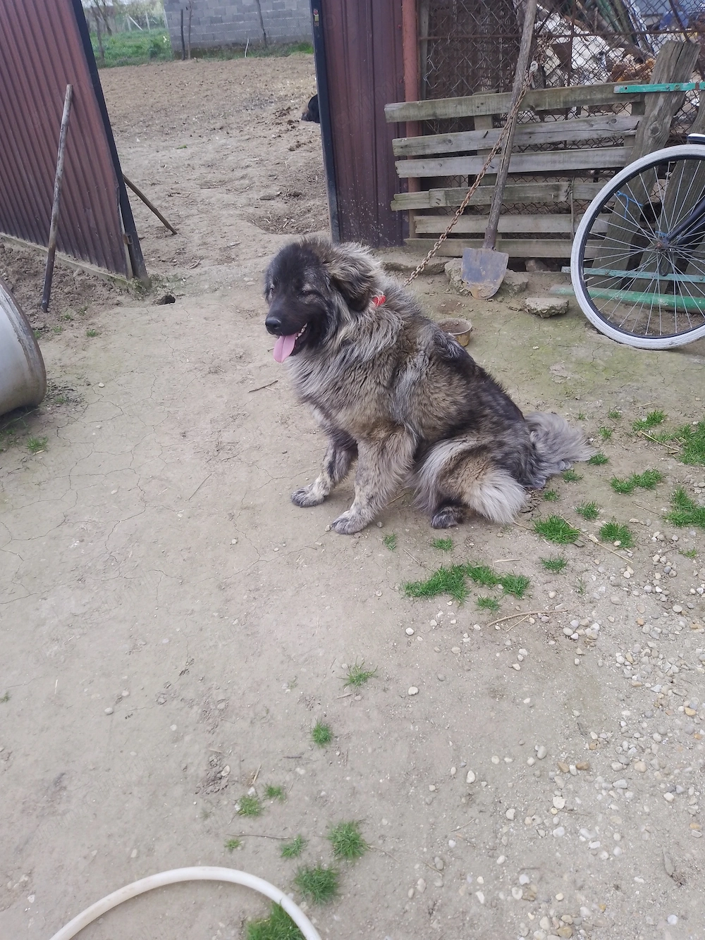 Caucazian pui lupiu fr