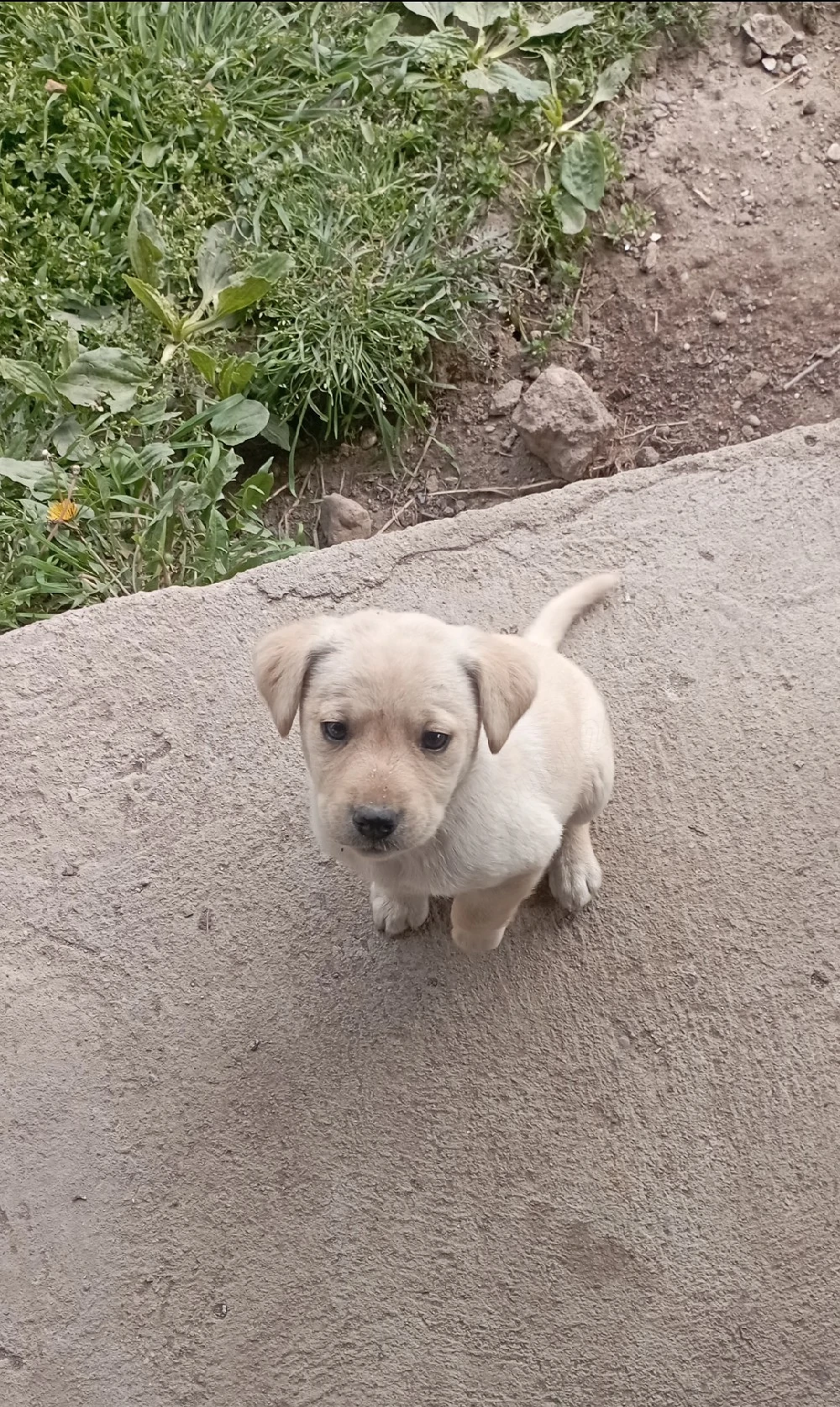 Labrador retriever o lună    jumate