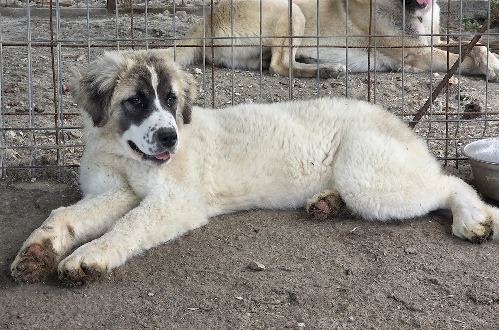 Vand femela de 5 luni- metis ciobanesc