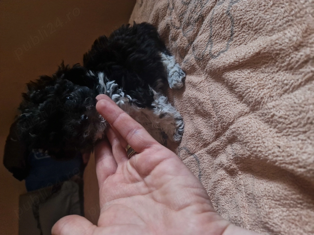 Bichoni drăguți și jucăuși 