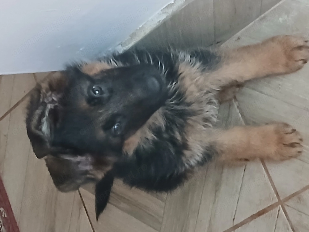 Pui ciobănesc german 