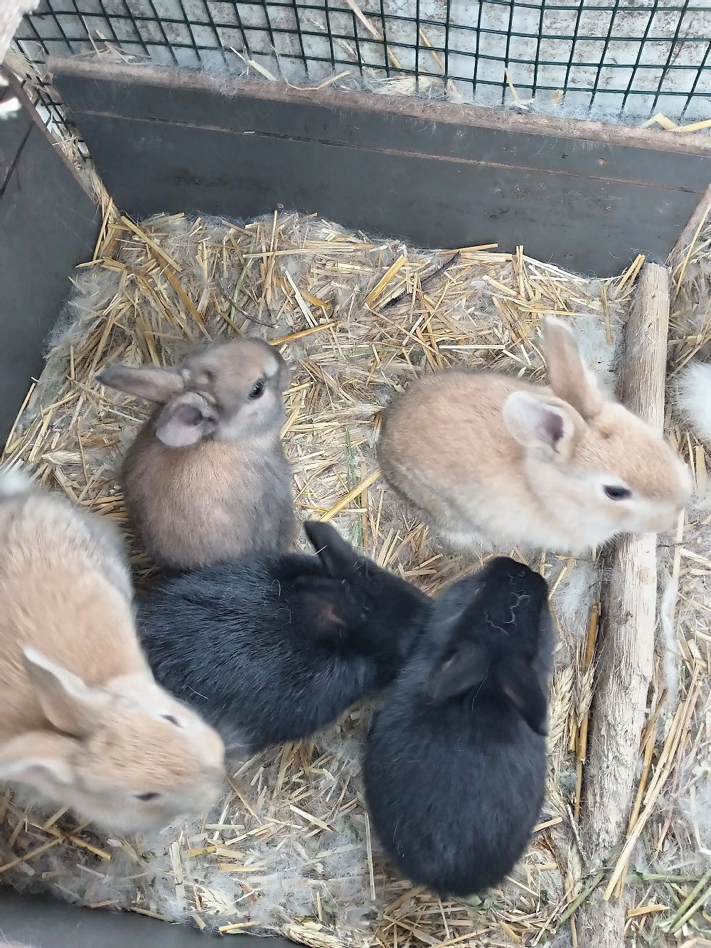 iepurași, cuib 14.03.2026