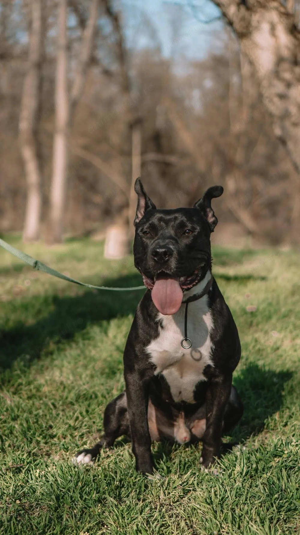 Donez Amstaff mascul 