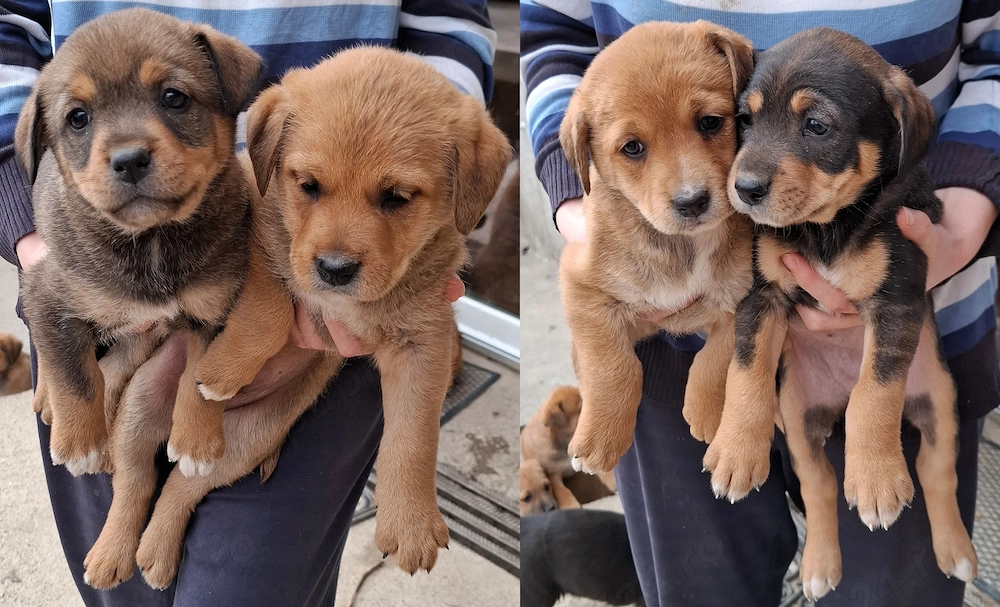 Donez catelusi, talie medie, Metis. Pui de caine spre adoptie.