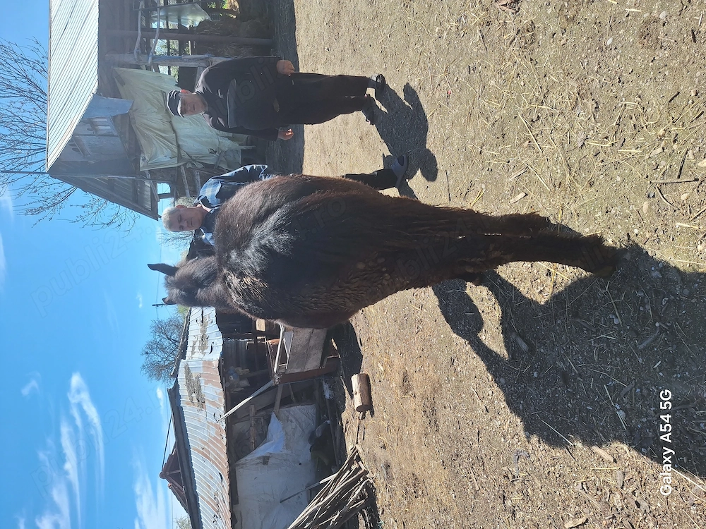 Vând manz de 10 luni.