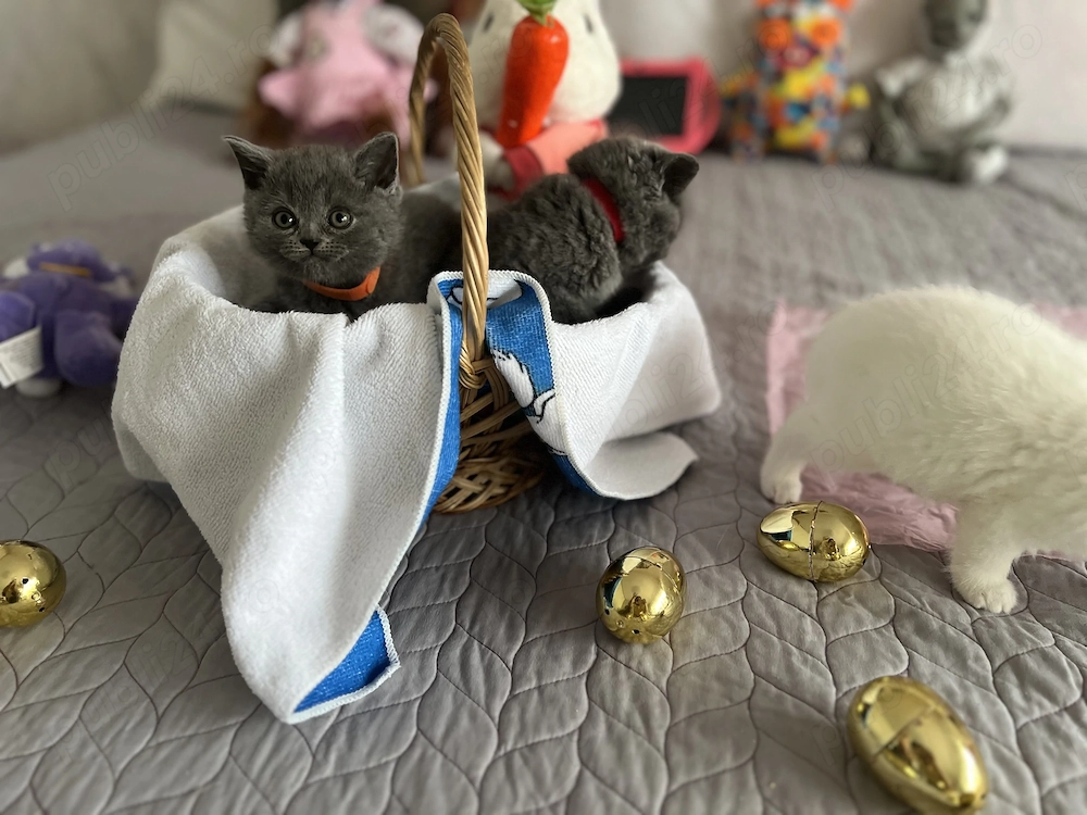 British shorthair blue si white 