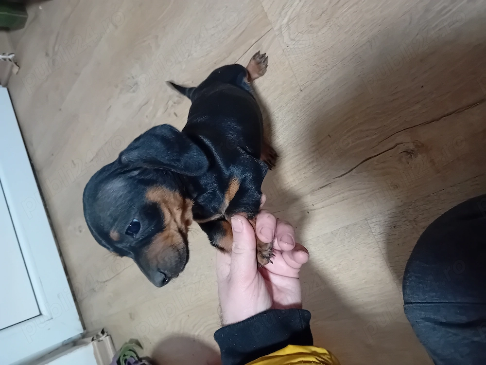 Vand catei tekel frumos pitic