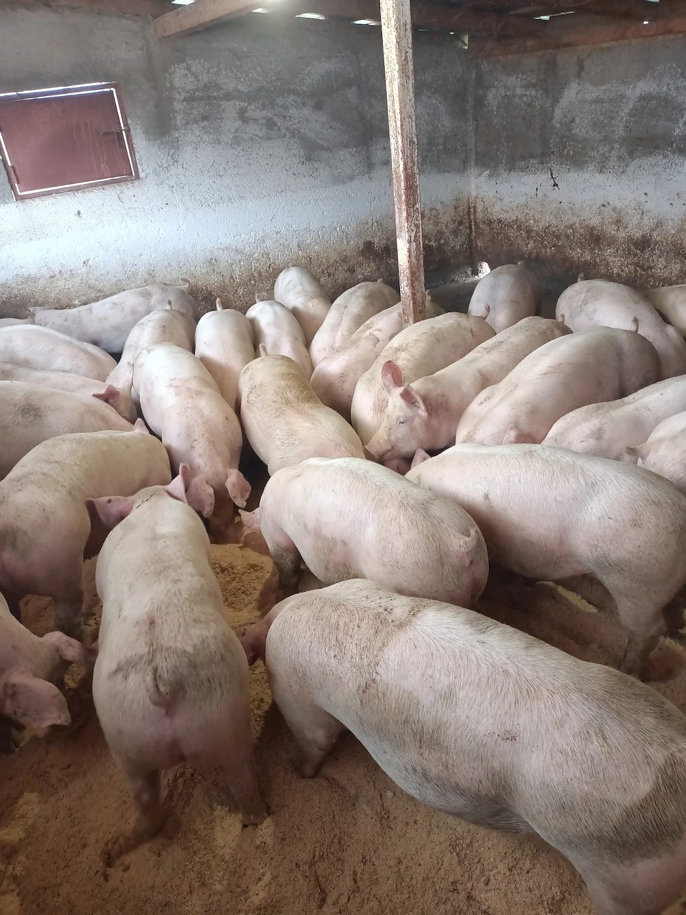 vand grasuni și porci 