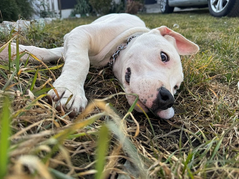 Spre vânzare dog argentinian 
