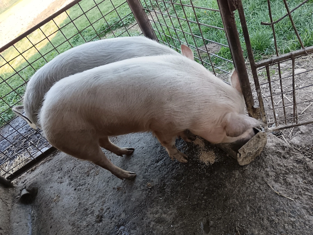 Vând porci de vânzare 150 kg