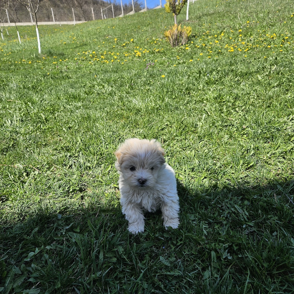 Bichon cu shihtzu 
