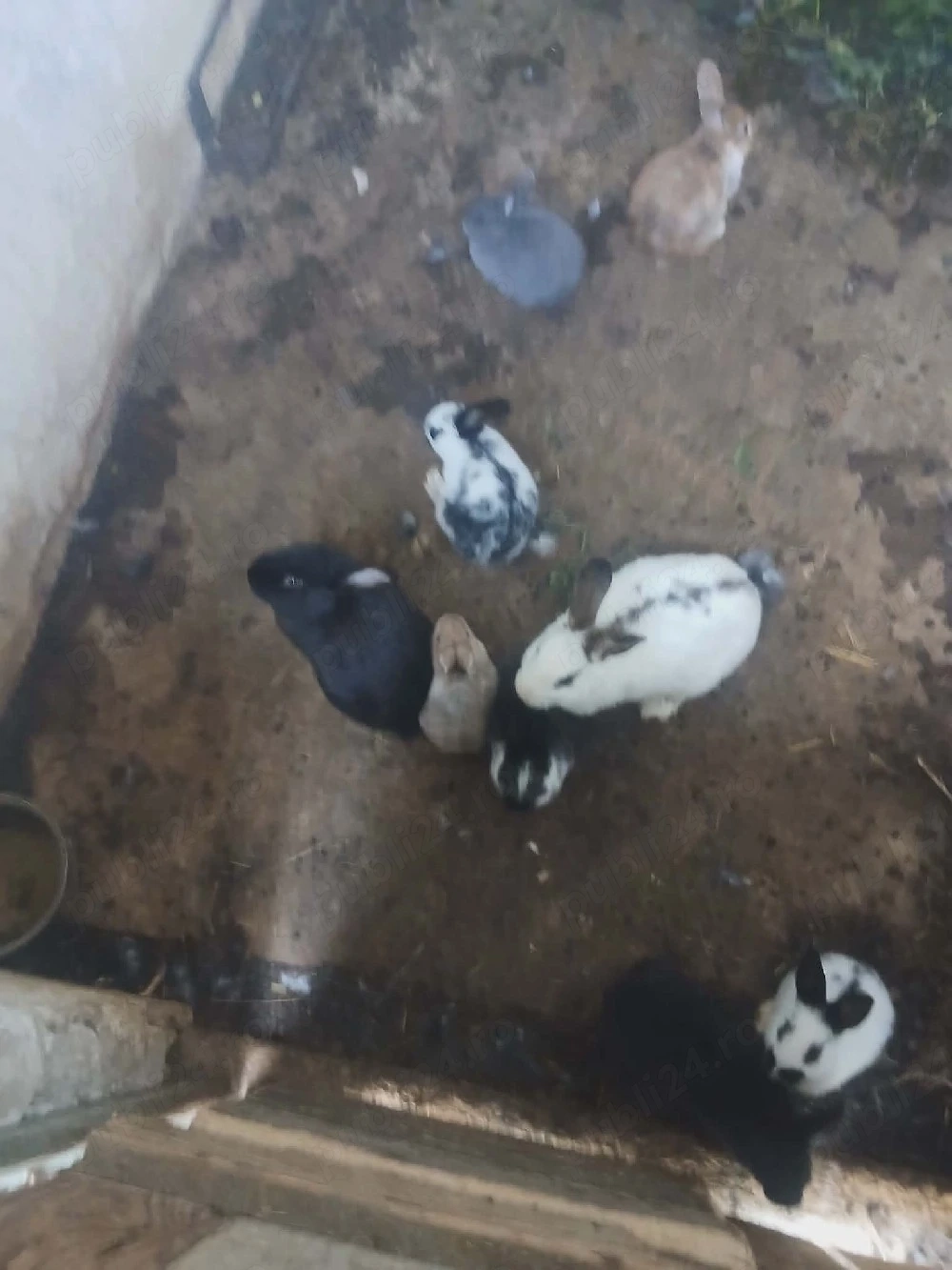 Iepurași de vânzare 