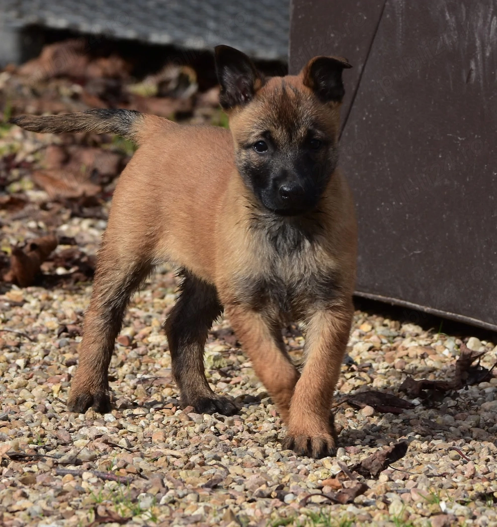 Mascul Belgian Malinois cu pedigree