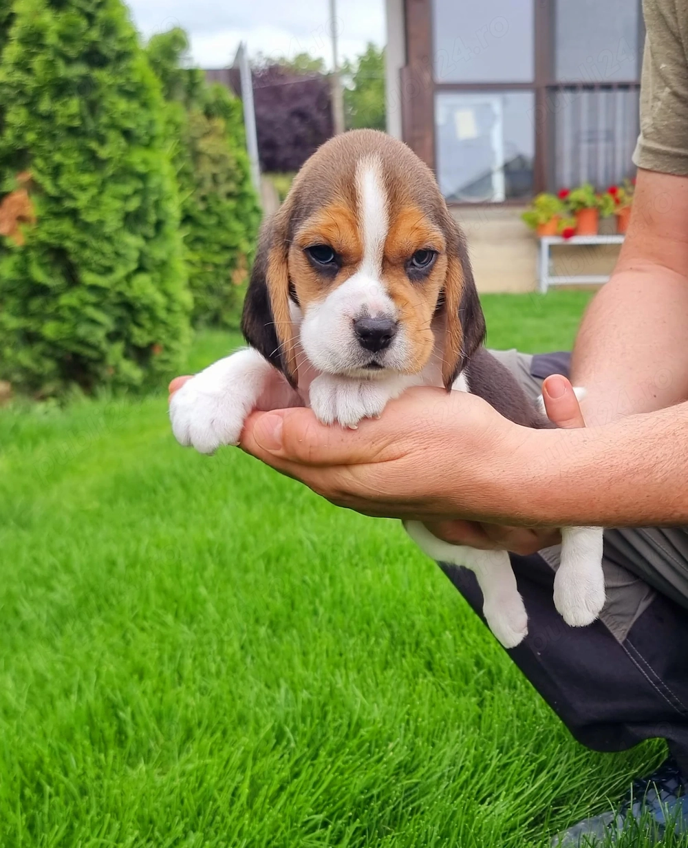 Pui Beagle Tricolori