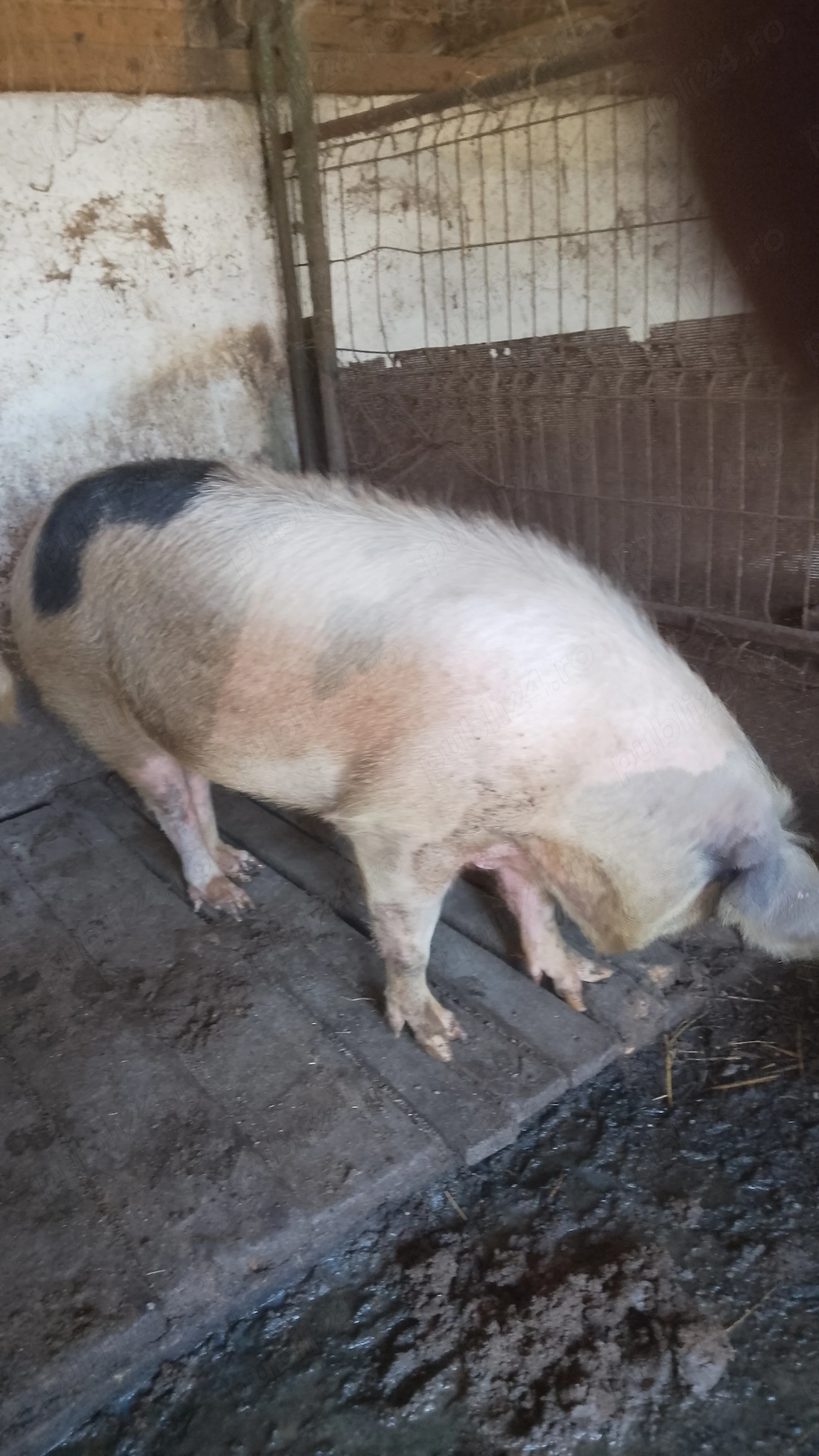 Porc de ȚARĂ.           .