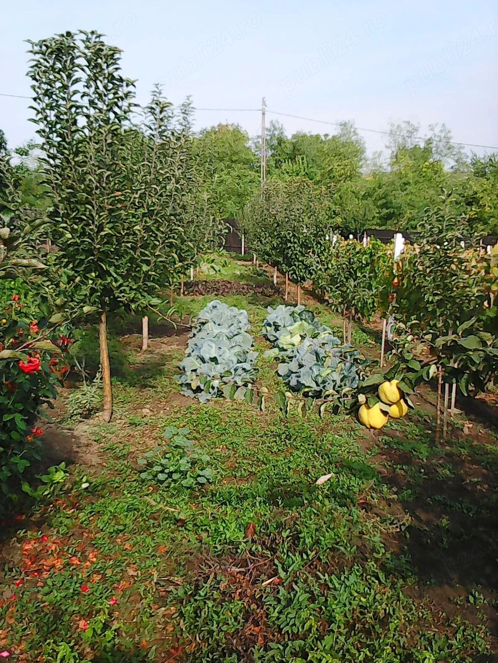 Vanzare teren intravilan (destinatie rezidentiala si agricola) in sat Negulesti, comuna Dealu Morii,