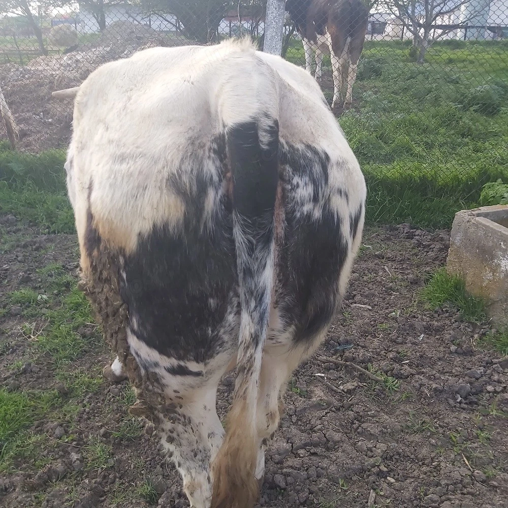 vaca gestanta in  luna a 8 a 