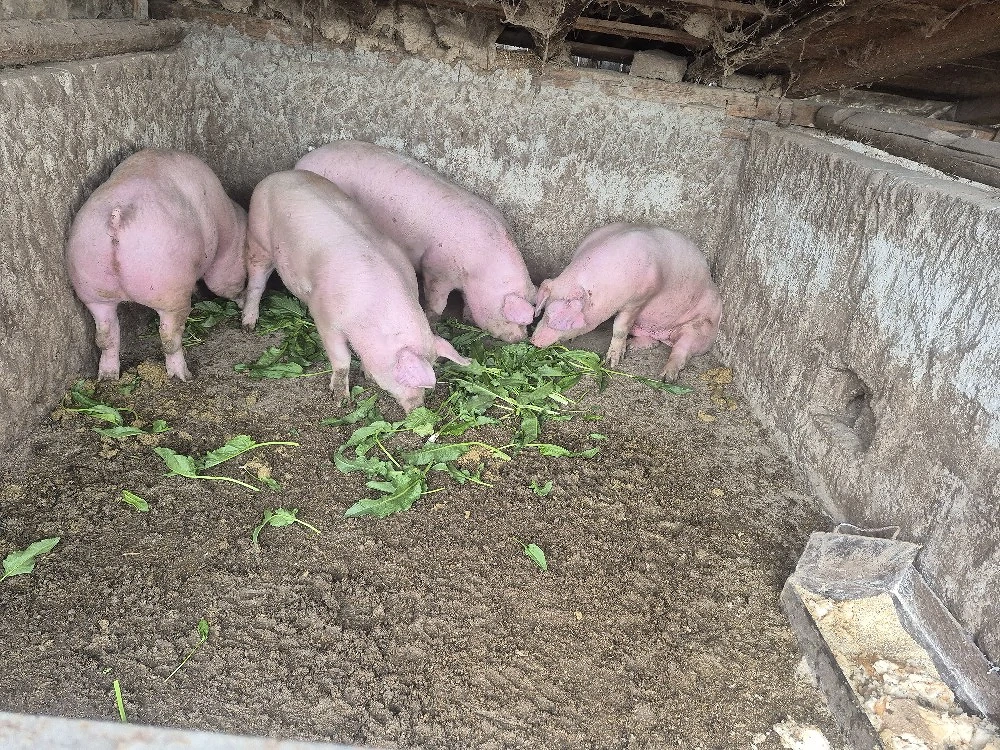 vând 2 porci rasă de carne 