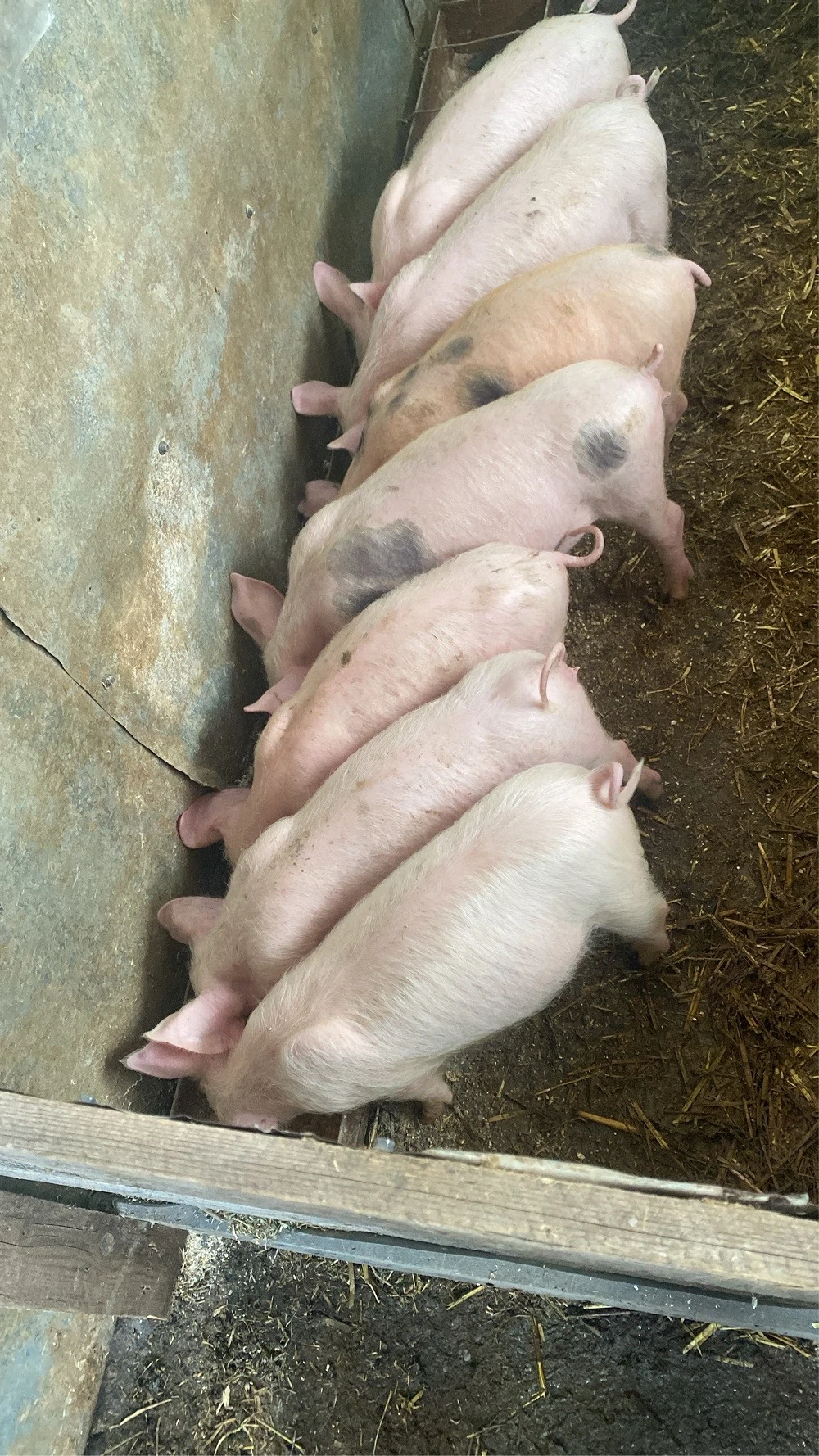 vand porci danbovita 