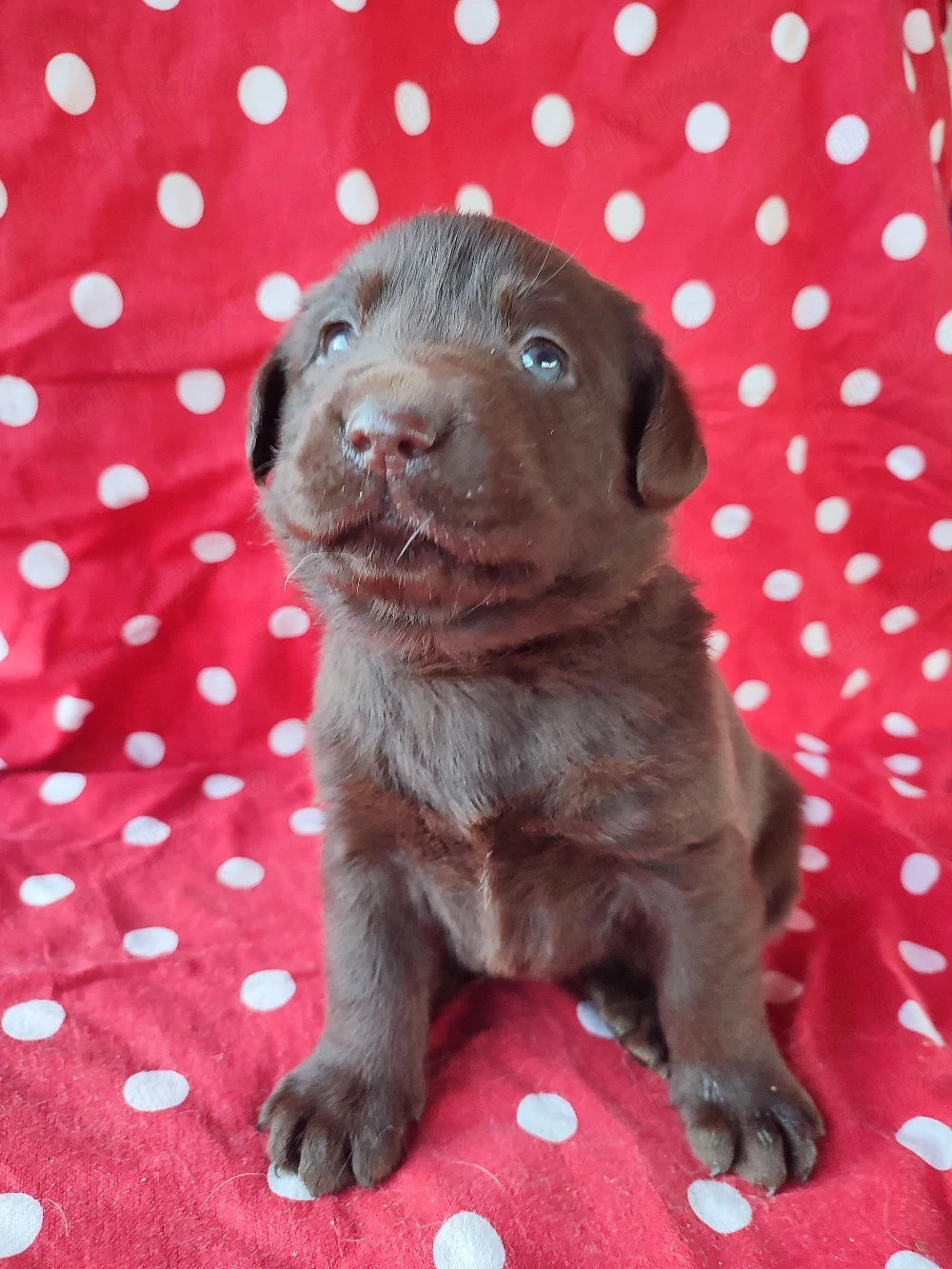 Labrador pedigree