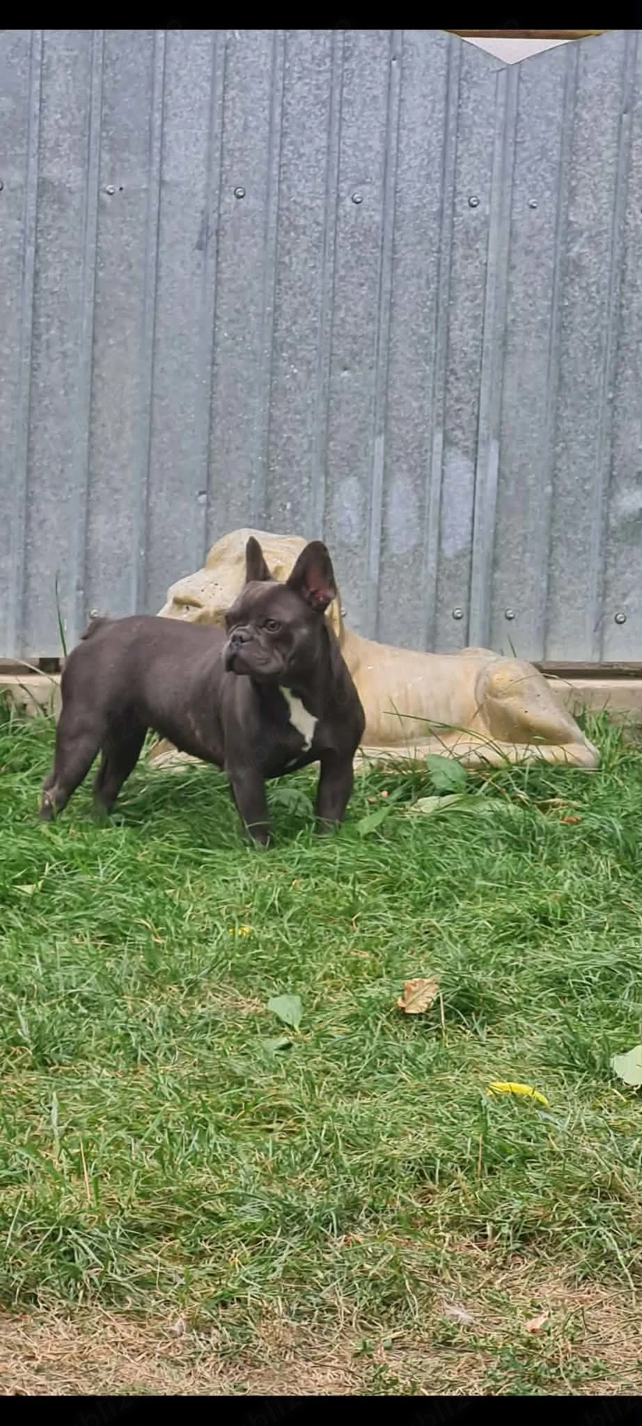 Femela bulldog francez