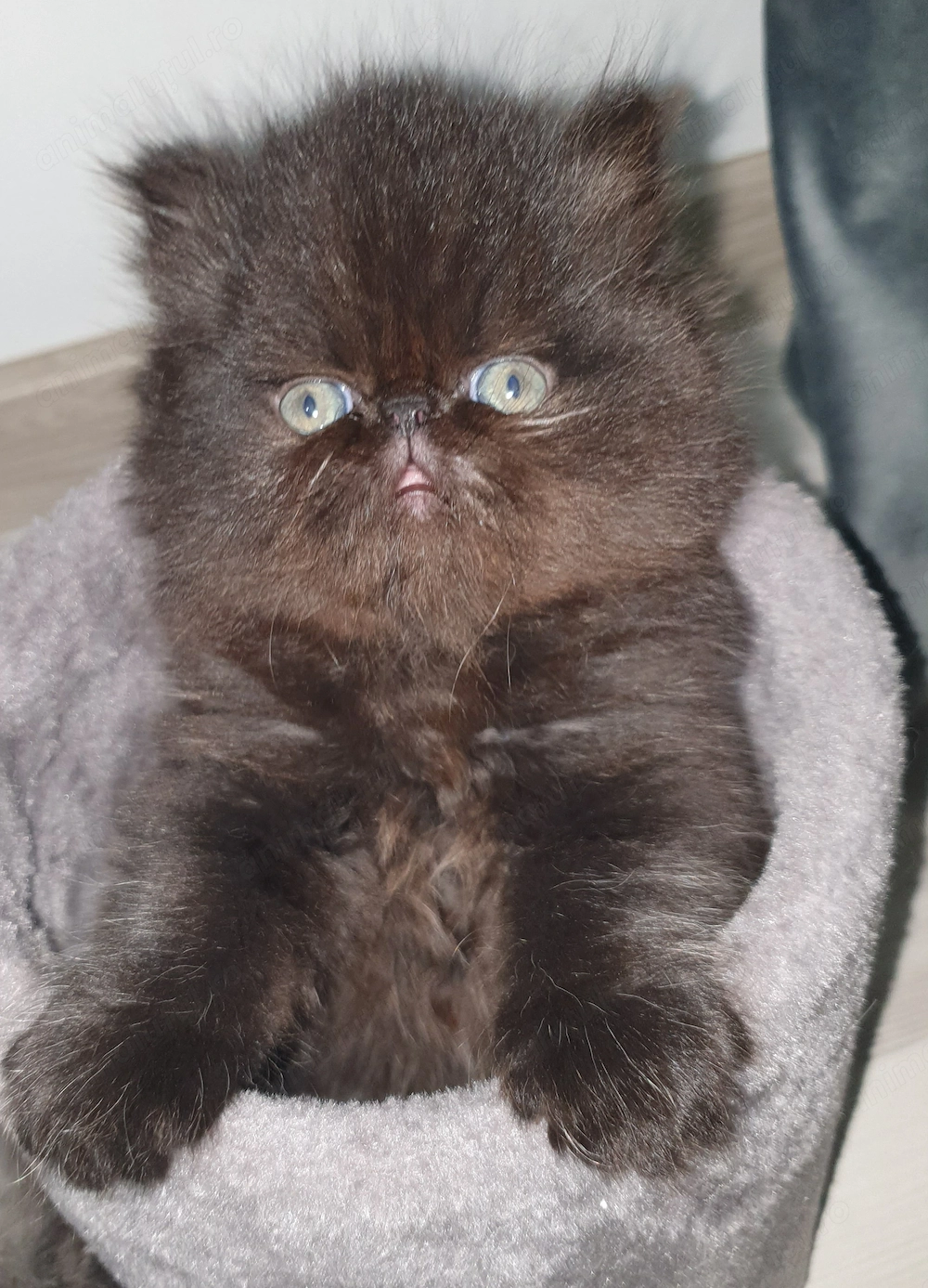 De vânzare pui pisica persana 