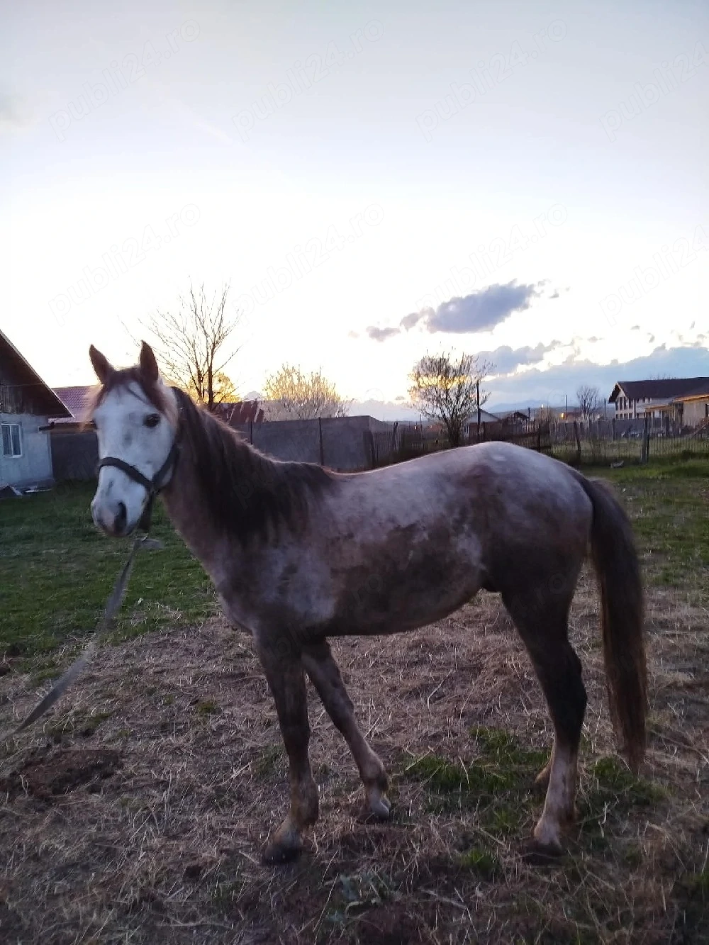 De vânzare: vacă cu vițel și cal 