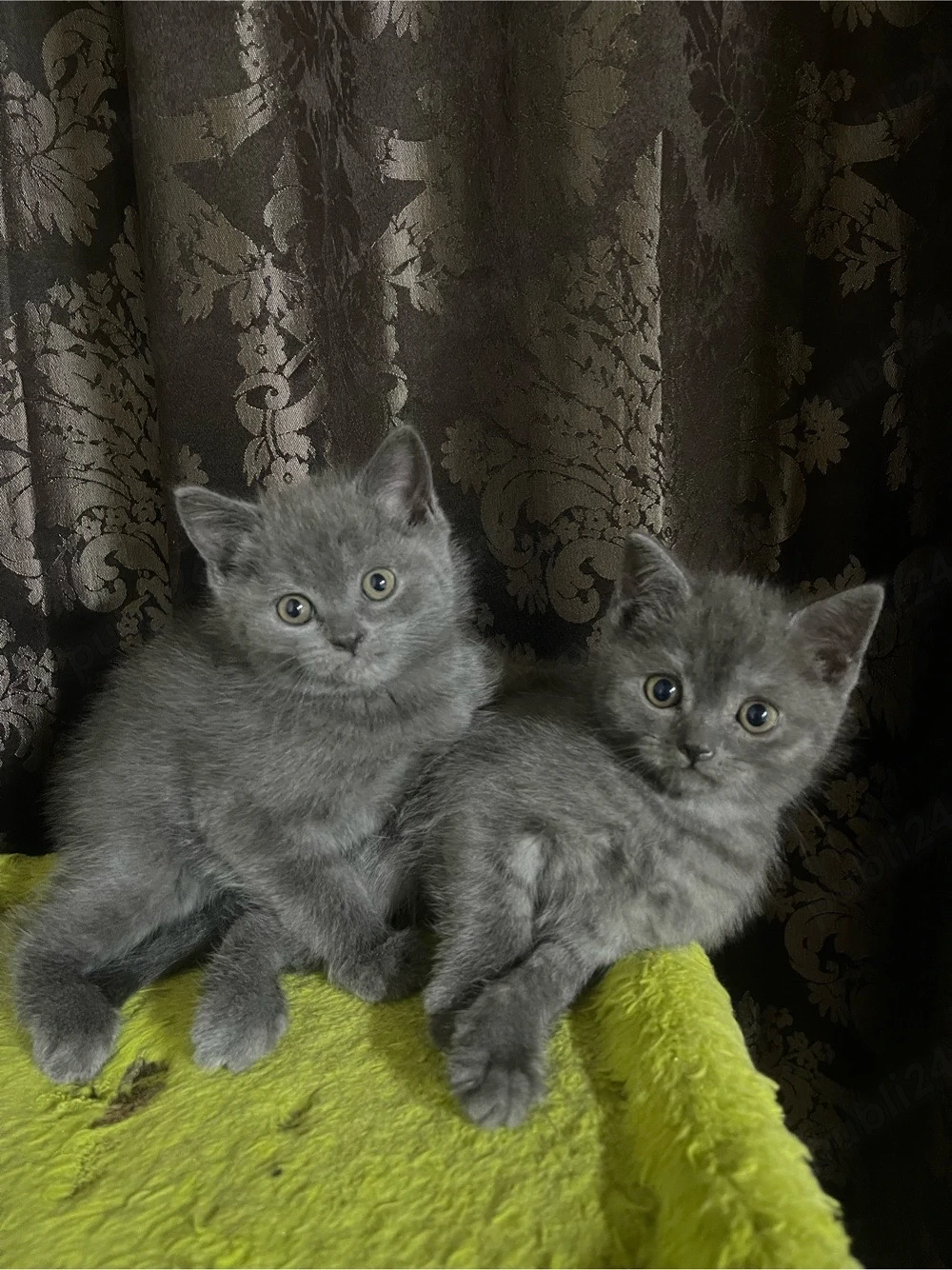 Pisici rasă British Shorthair Blue