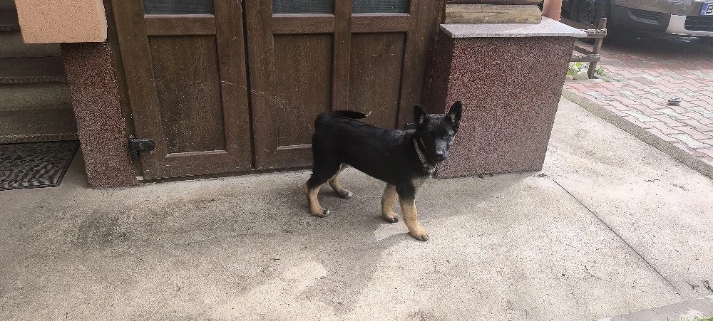 Pui Ciobănesc german