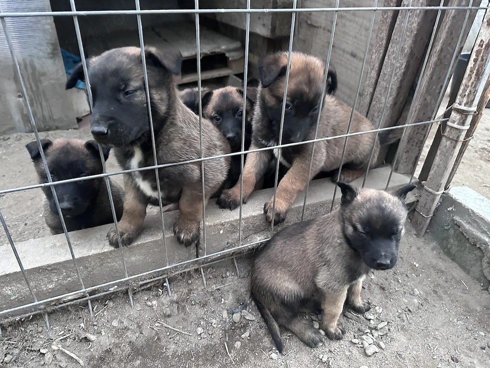 Căței ciobănesc belgian malinois 