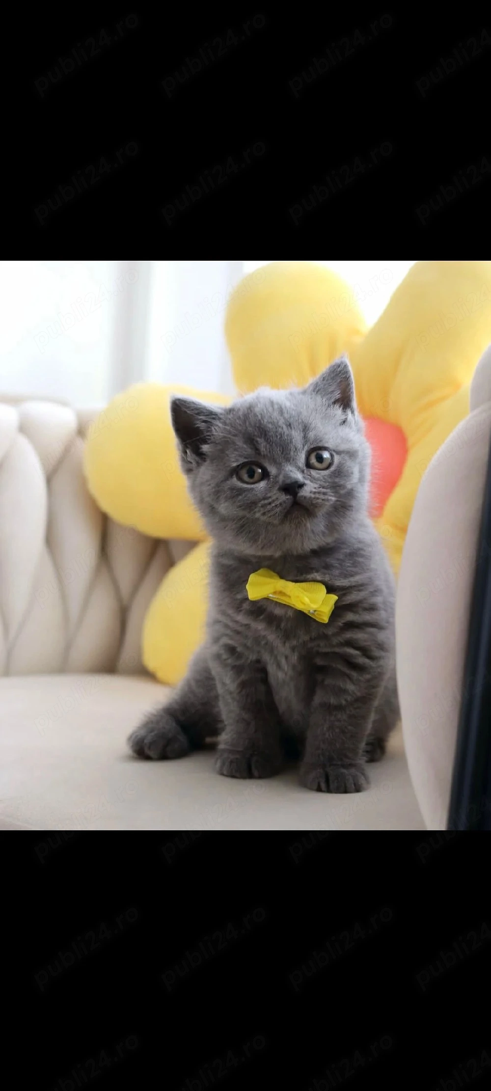 British blue fetița!!!