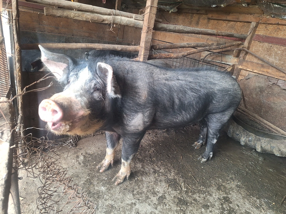 Vând vier din rasa Bazna