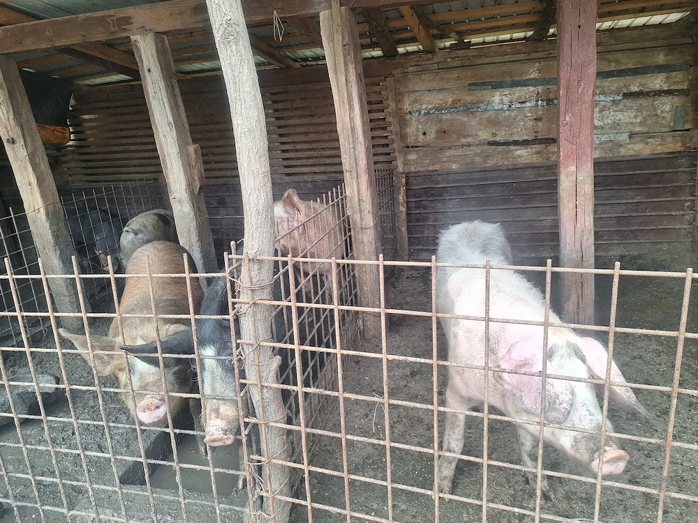 Porci de țară la vânzare 